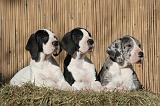 DOGUE ALLEMAND 622